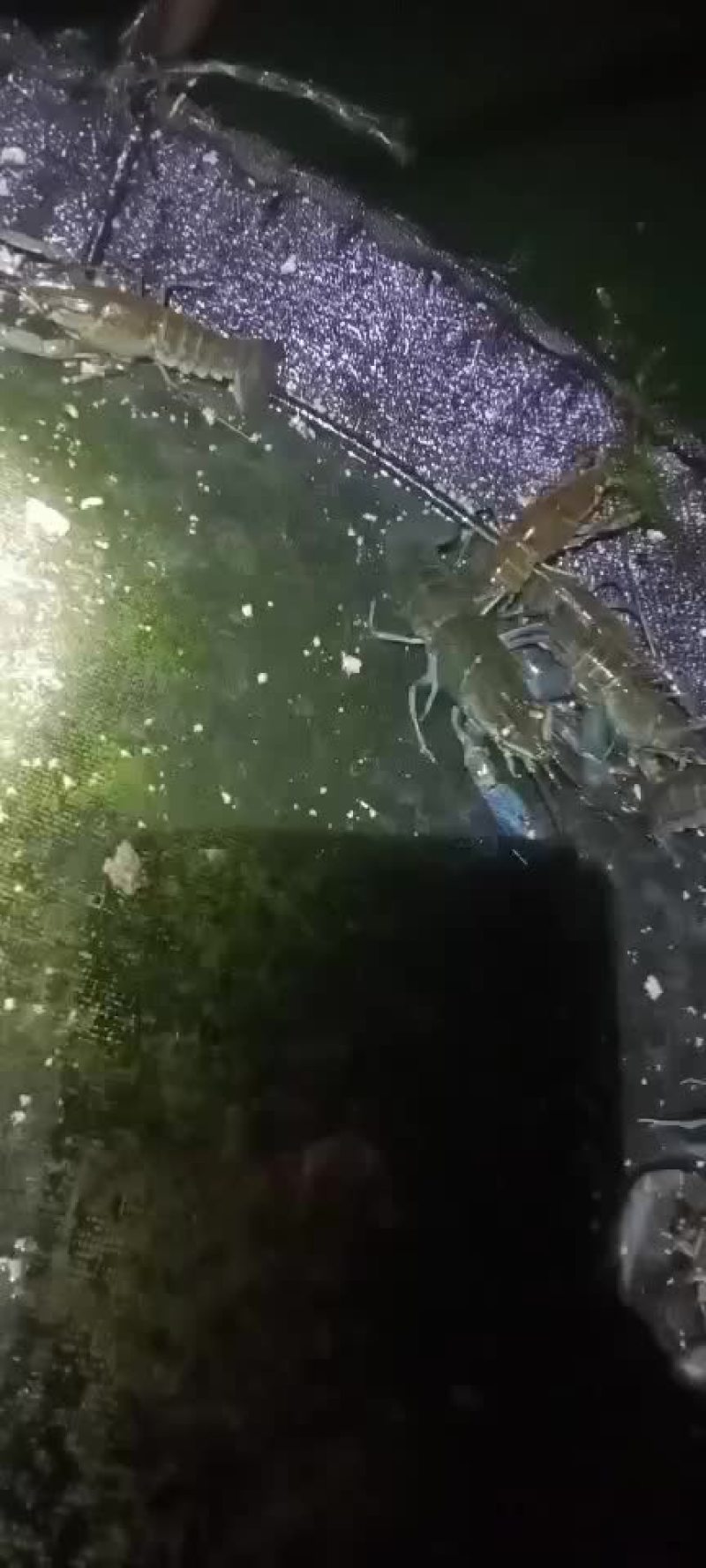 淡水澳龙