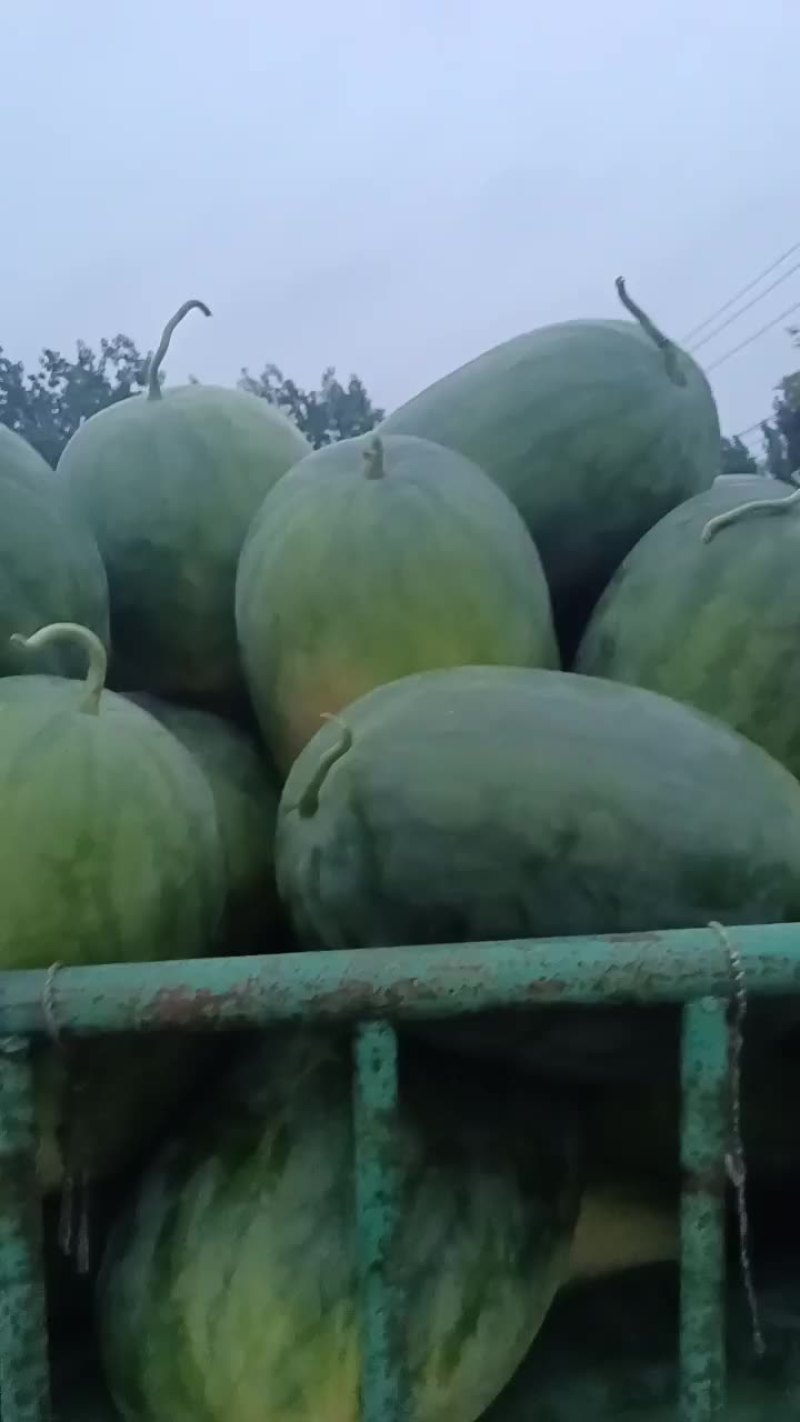 龙卷风，美都，花无籽