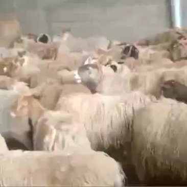 甘孜州高原活羊（个体大，出肉率高，重量在一百五十斤以上）