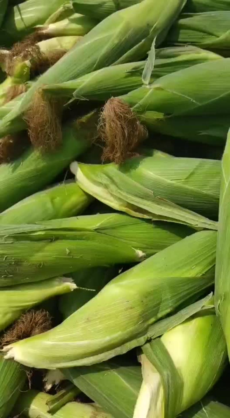 玉米