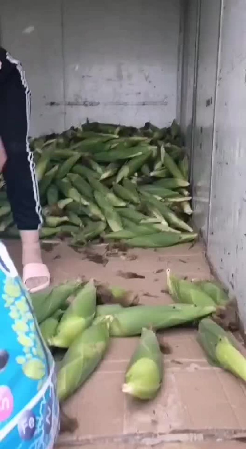 玉米