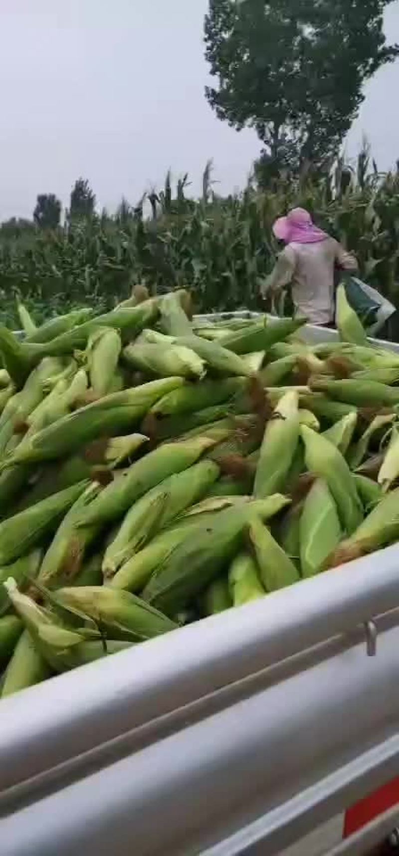 玉米