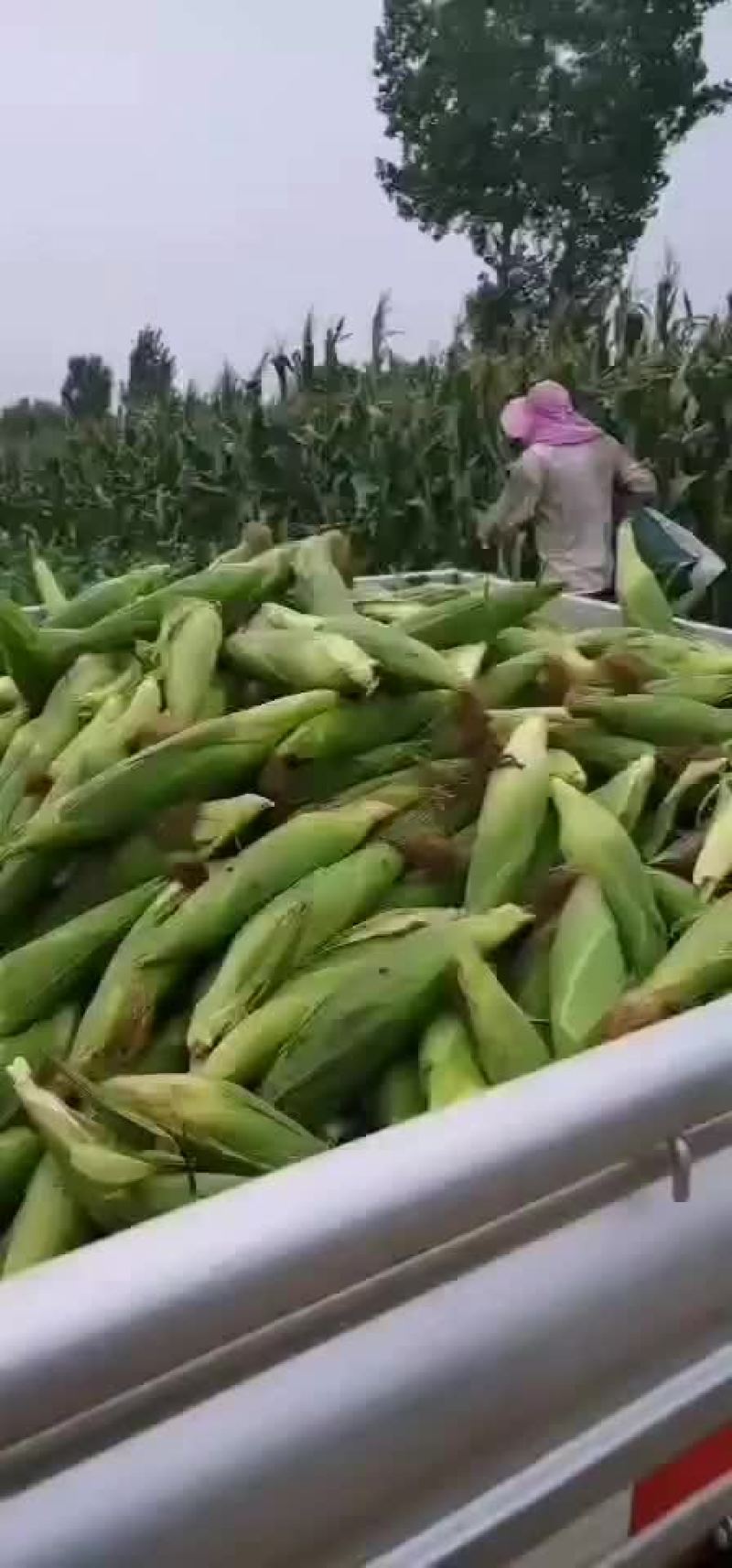 玉米