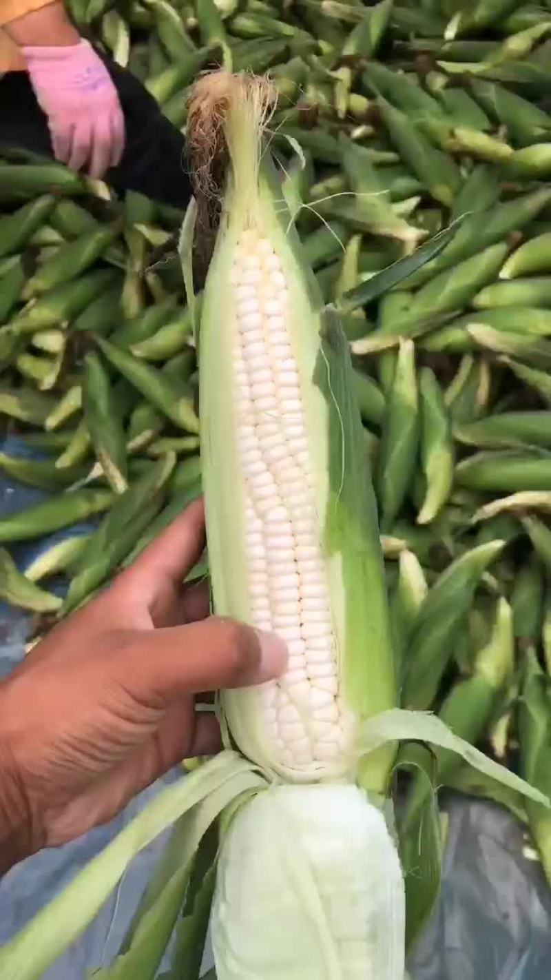 玉米