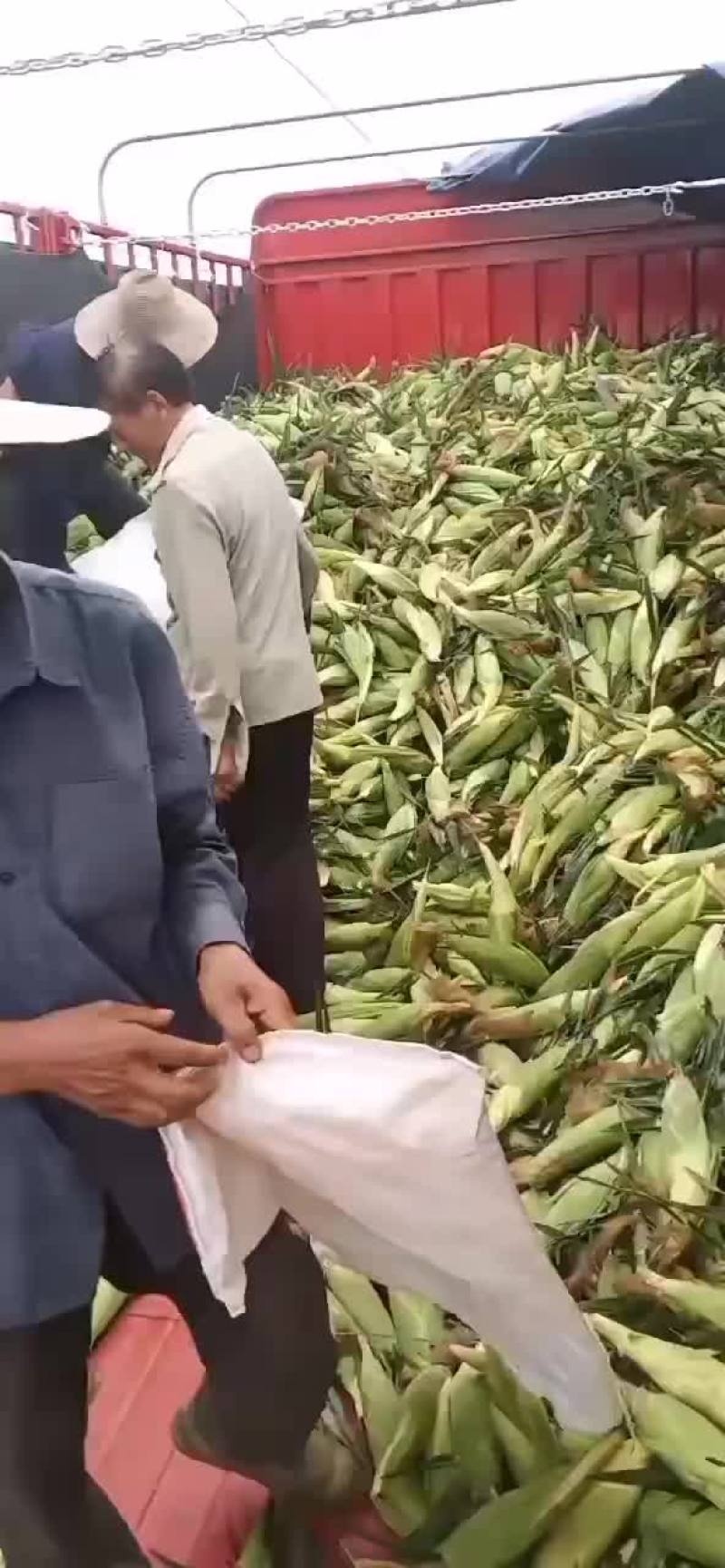 玉米