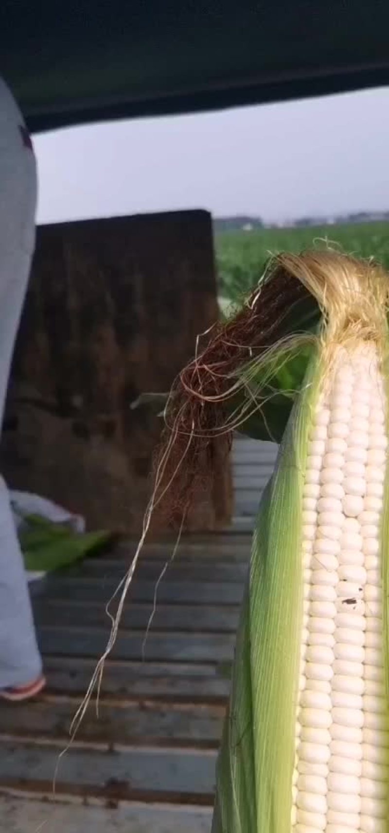 玉米