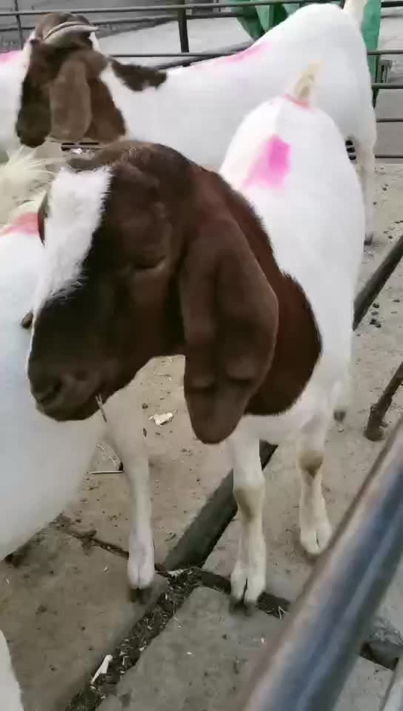 波尔山羊