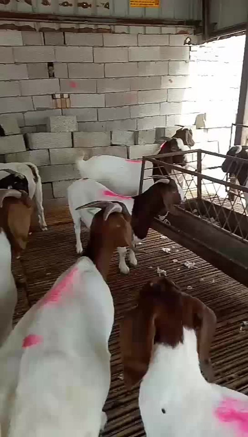 波尔山羊