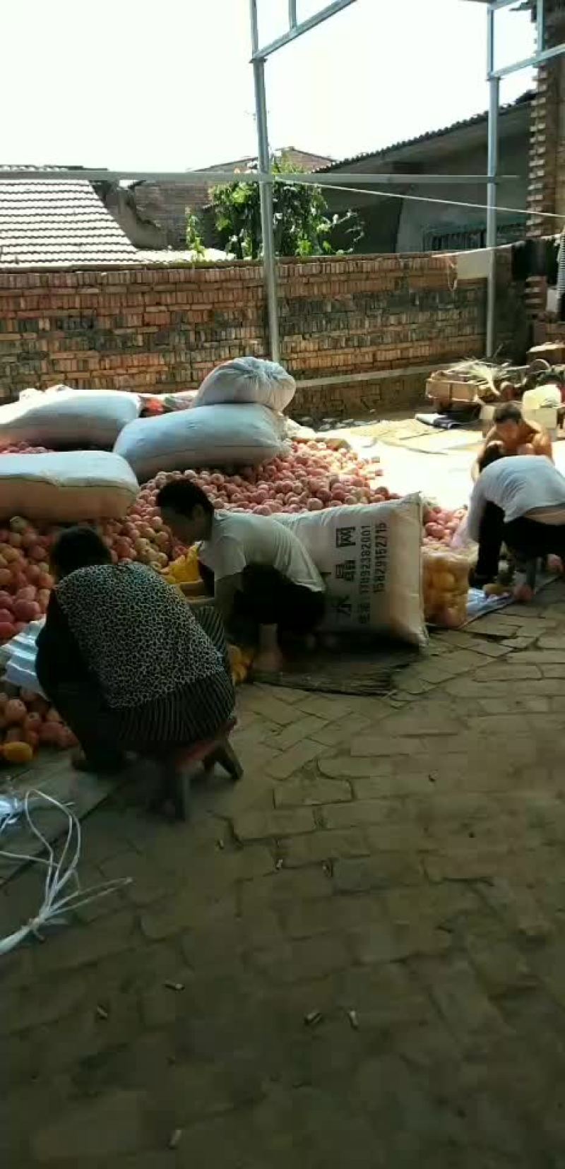 核桃