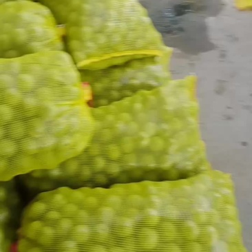 青皮核桃大量供应