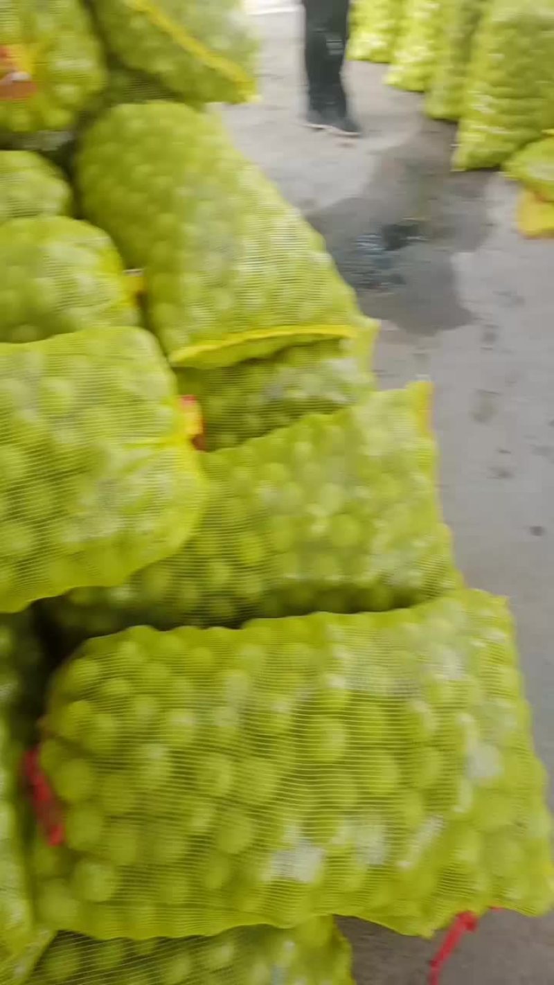 青皮核桃大量供应