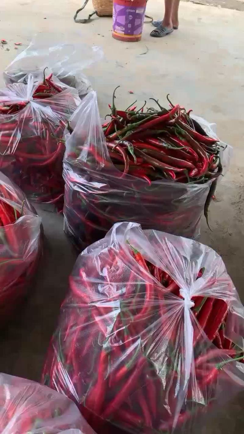 辣椒