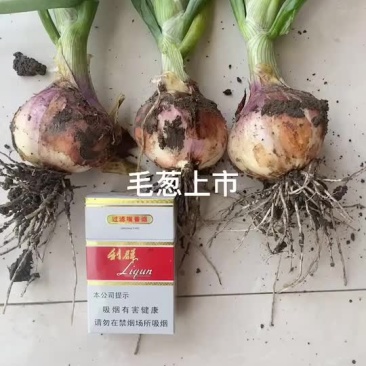 毛葱