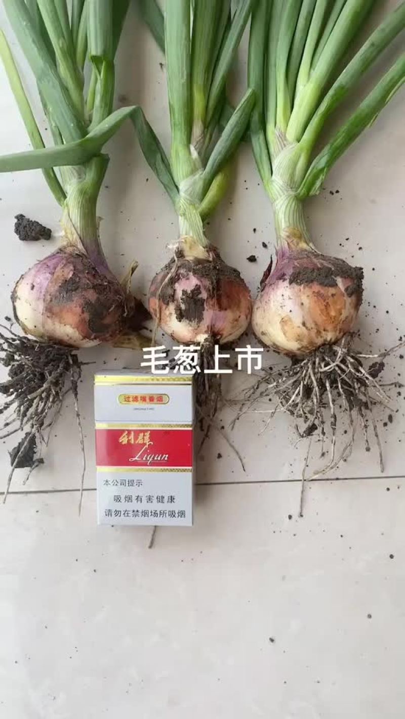毛葱