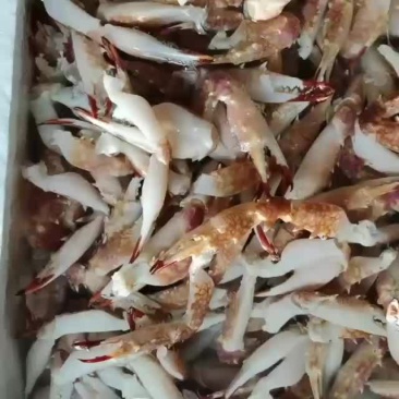 花蟹钳