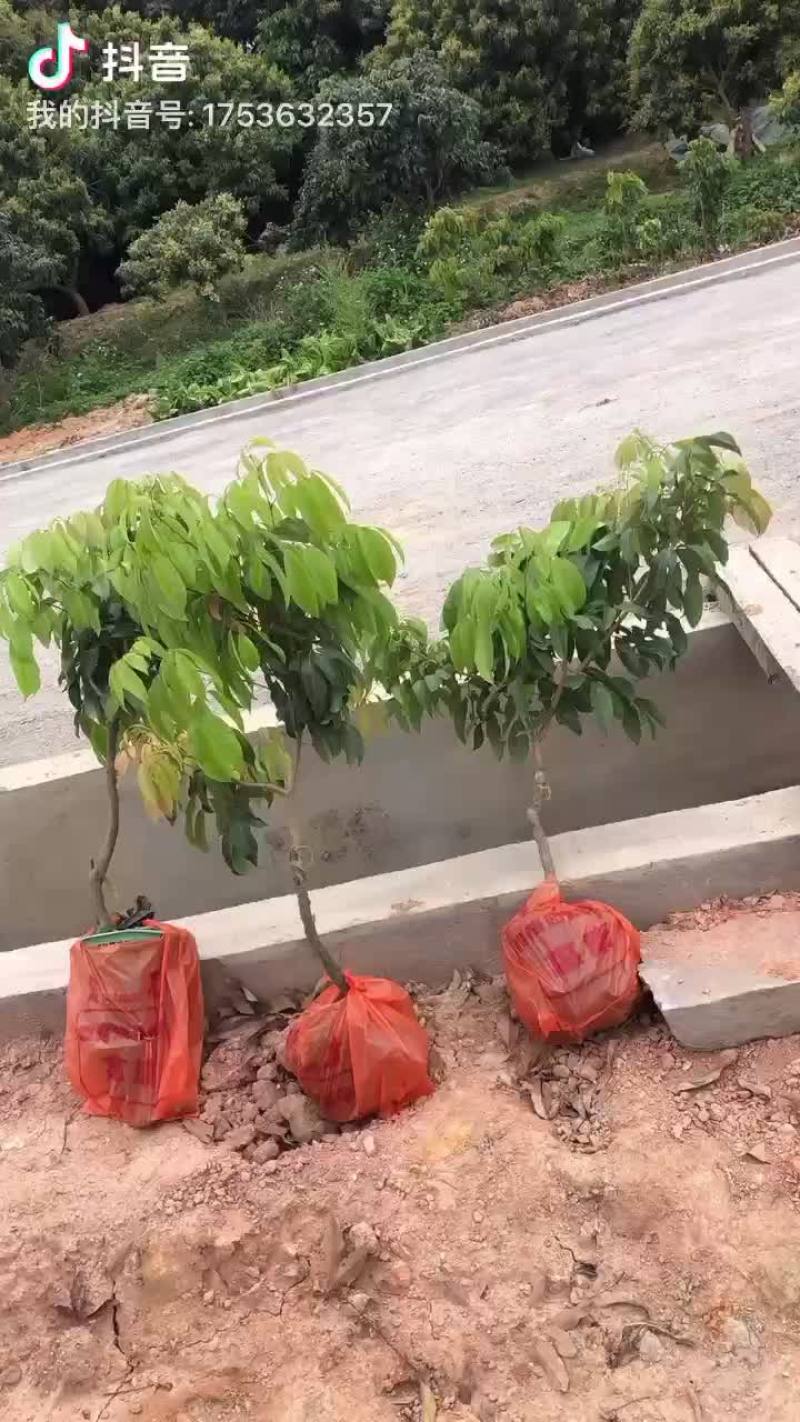 正宗增城基岗村仙进奉荔枝苗