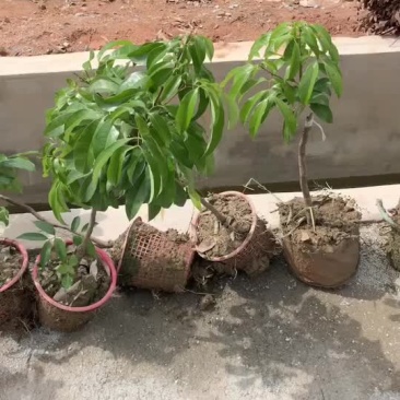 正宗增城基岗村仙进奉荔枝苗