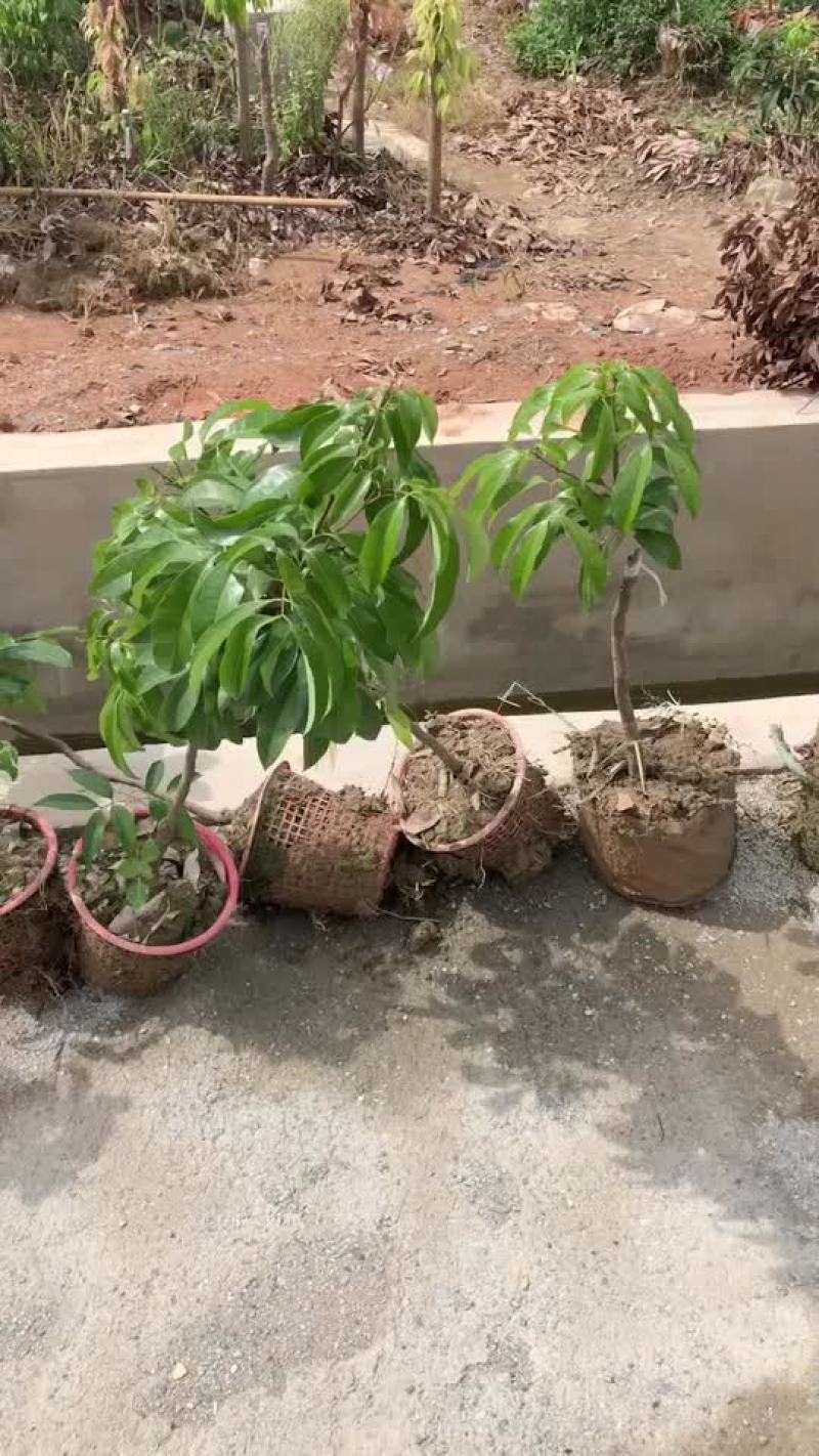 正宗增城基岗村仙进奉荔枝苗