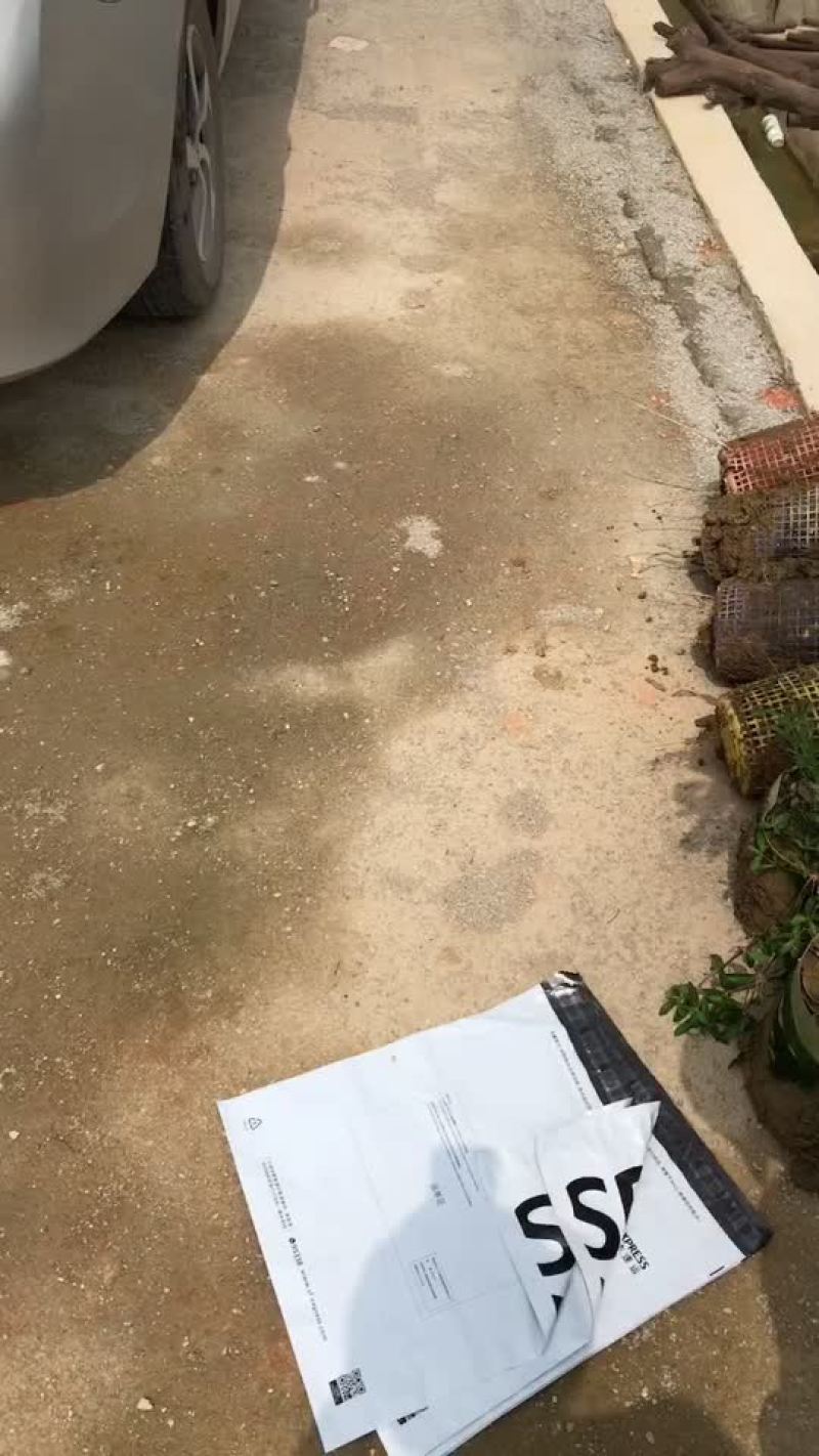 正宗增城基岗村仙进奉荔枝苗
