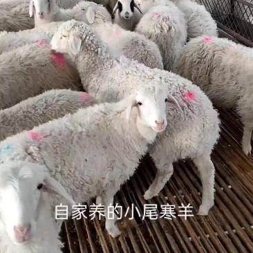 小尾寒羊