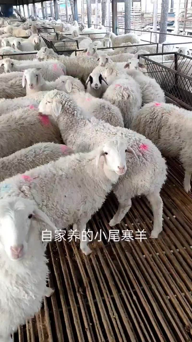 小尾寒羊