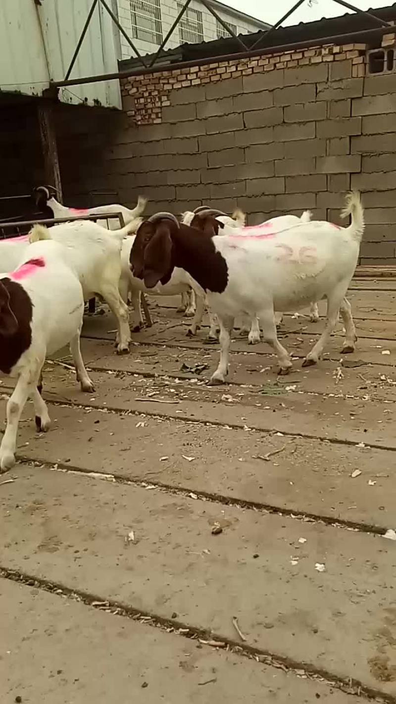 波尔山羊