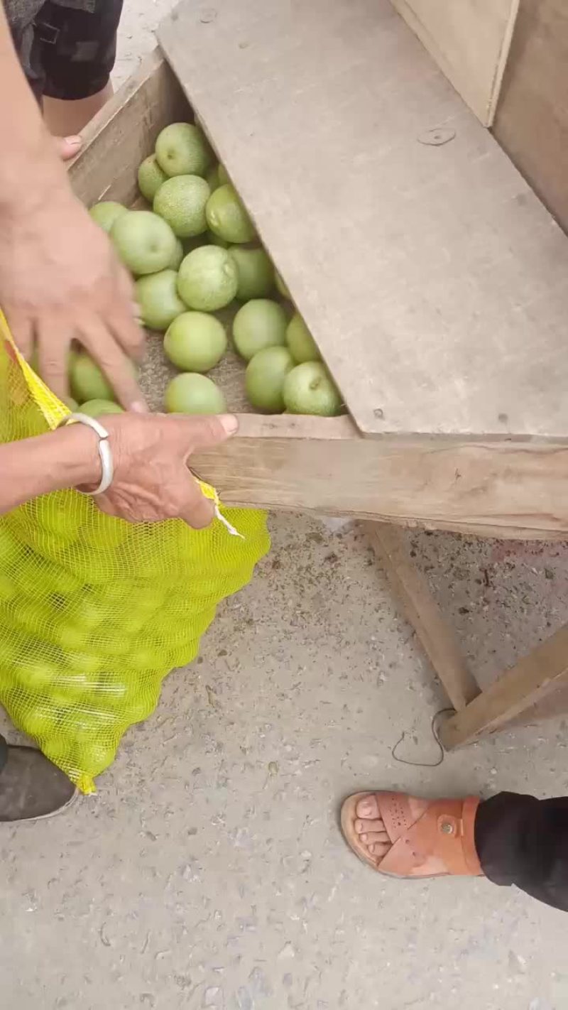 青皮核桃