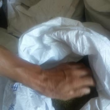 紫云英