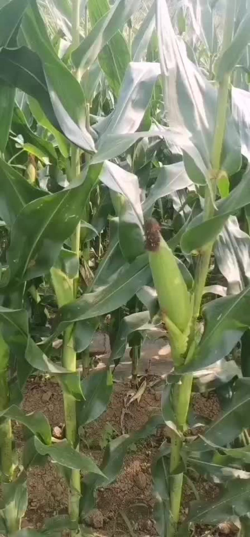 玉米