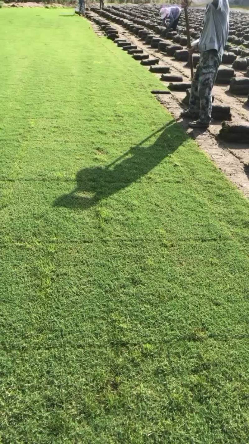 沙坪果岭草，百慕大