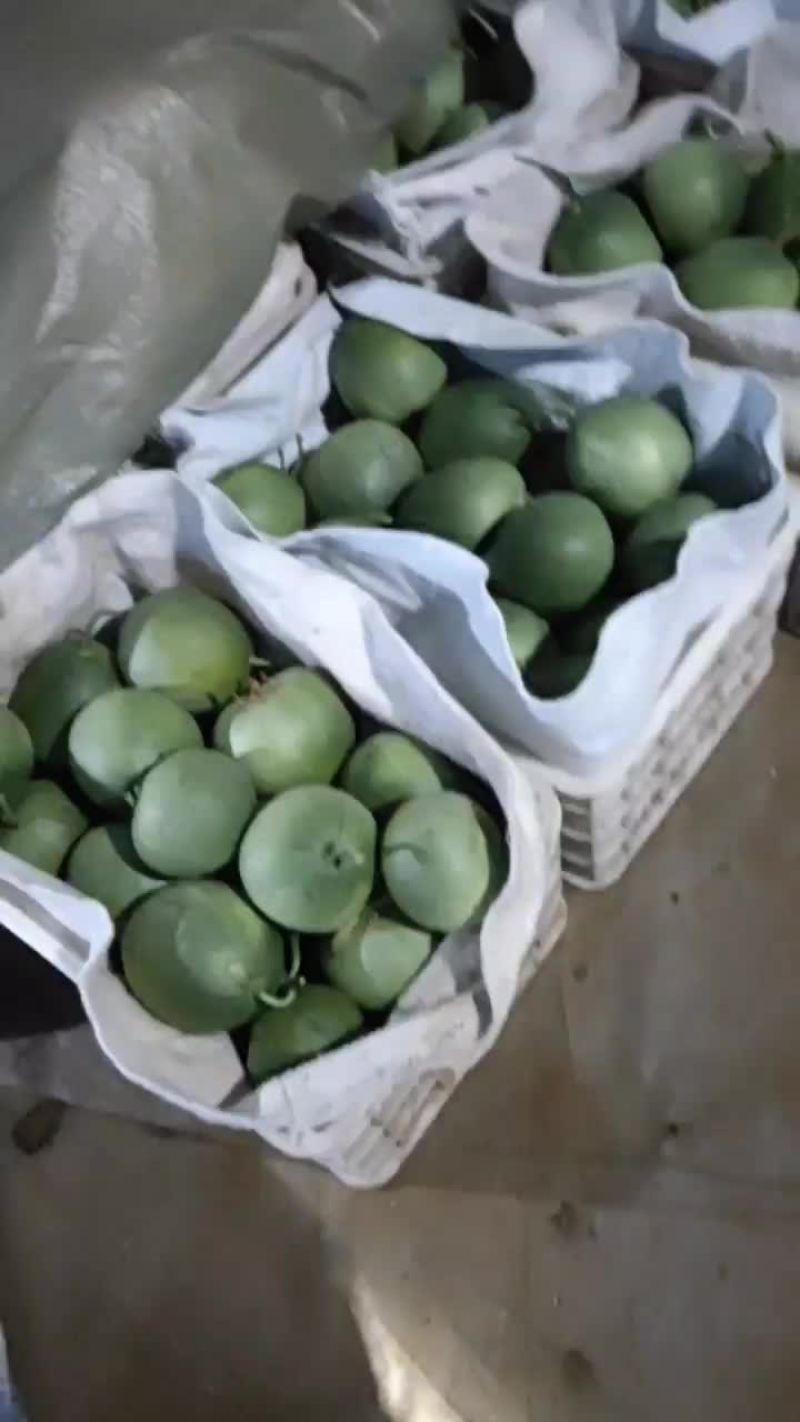 绿宝甜瓜