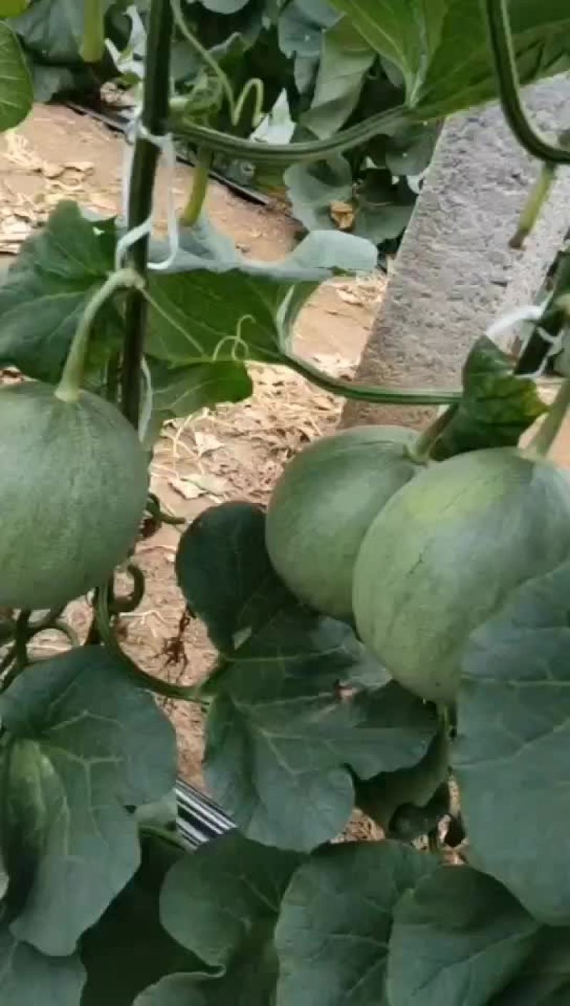 绿宝甜瓜