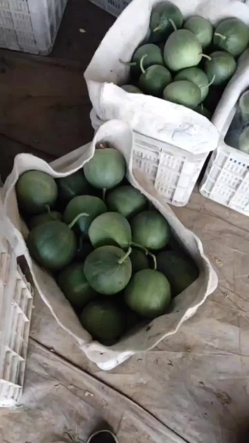 绿宝甜瓜