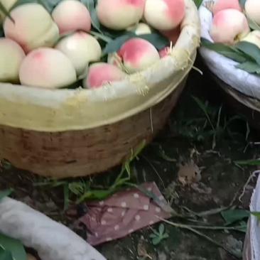 北京八号水蜜桃