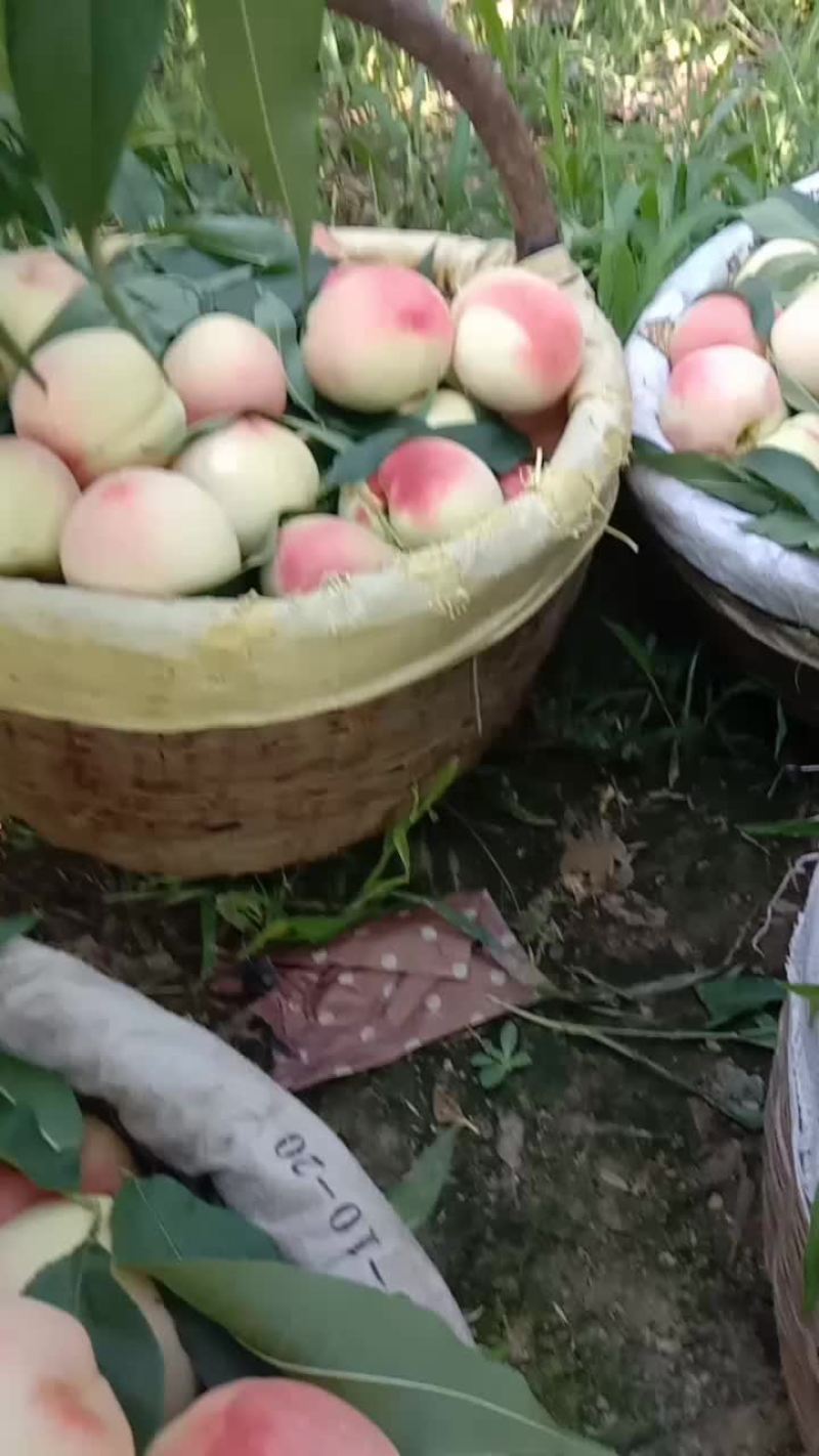 北京八号水蜜桃