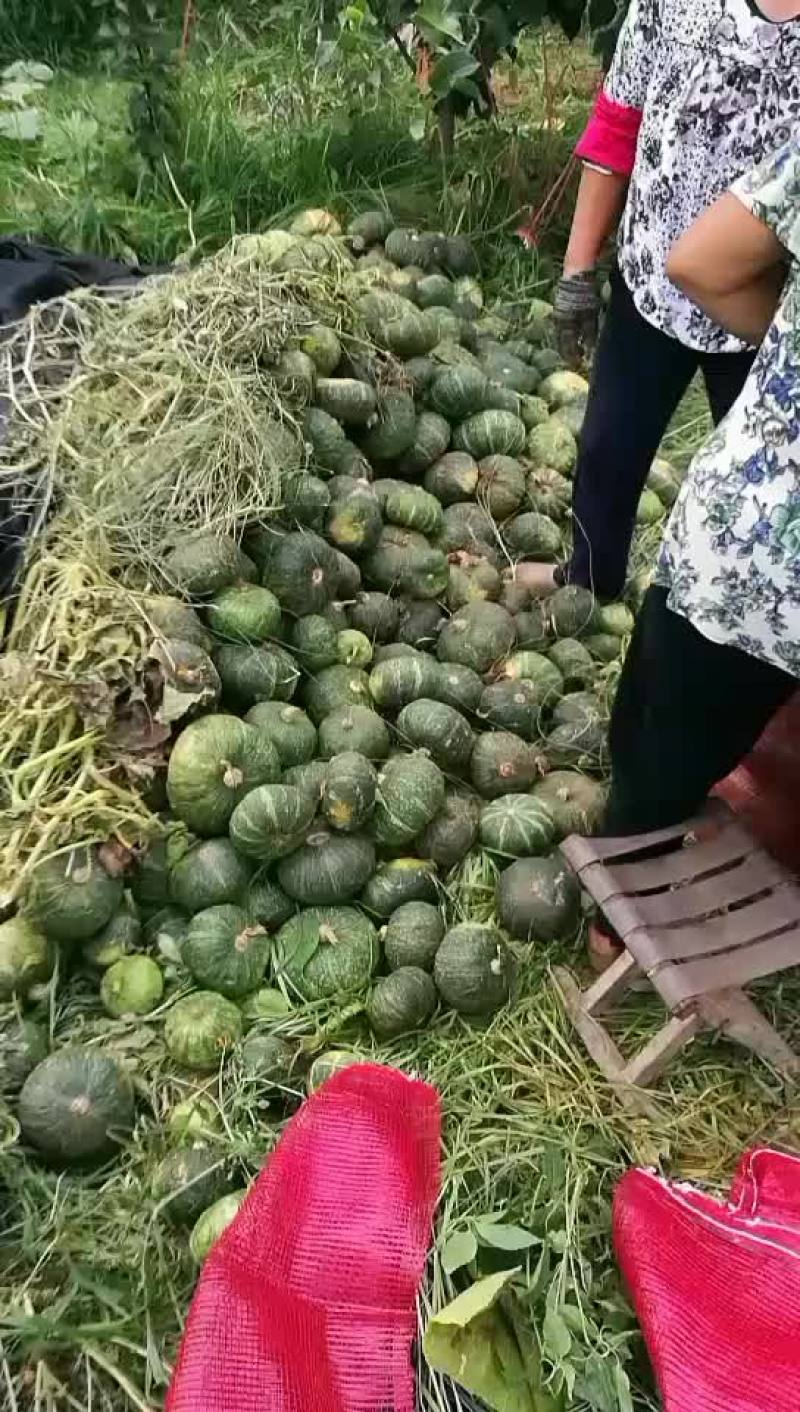 板栗南瓜
