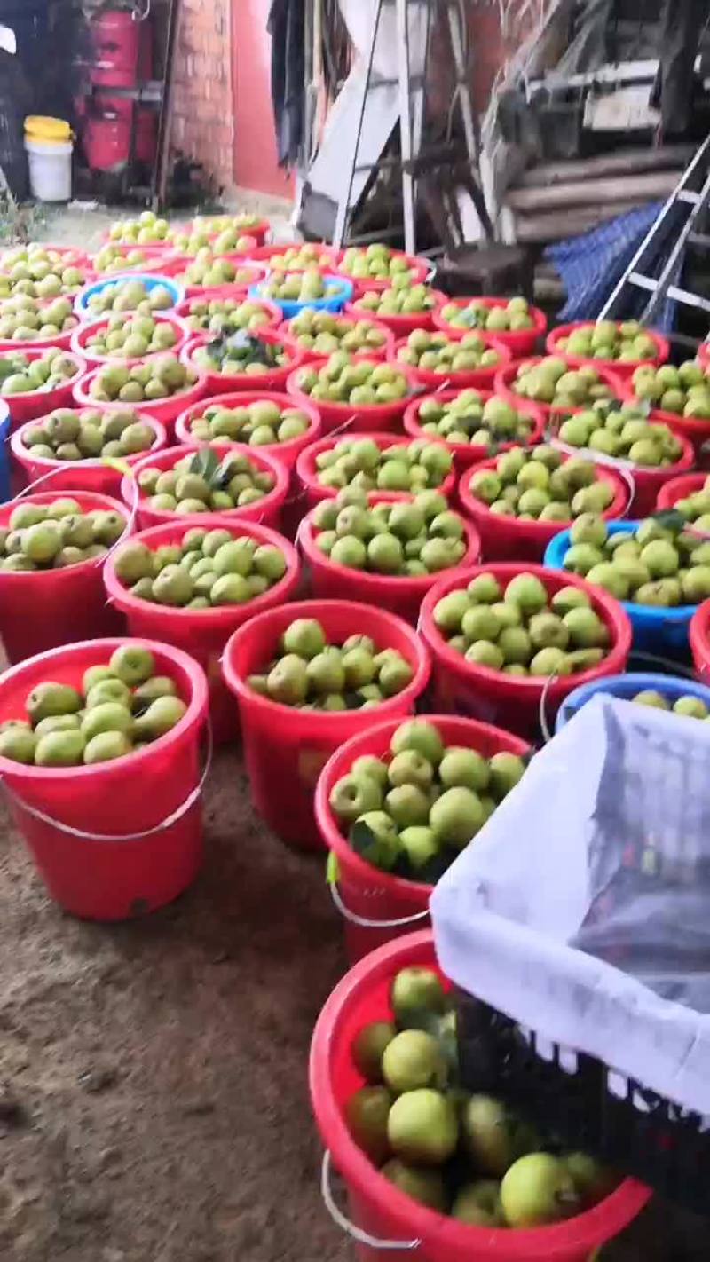 产地直销翠冠梨质优价廉，货量大