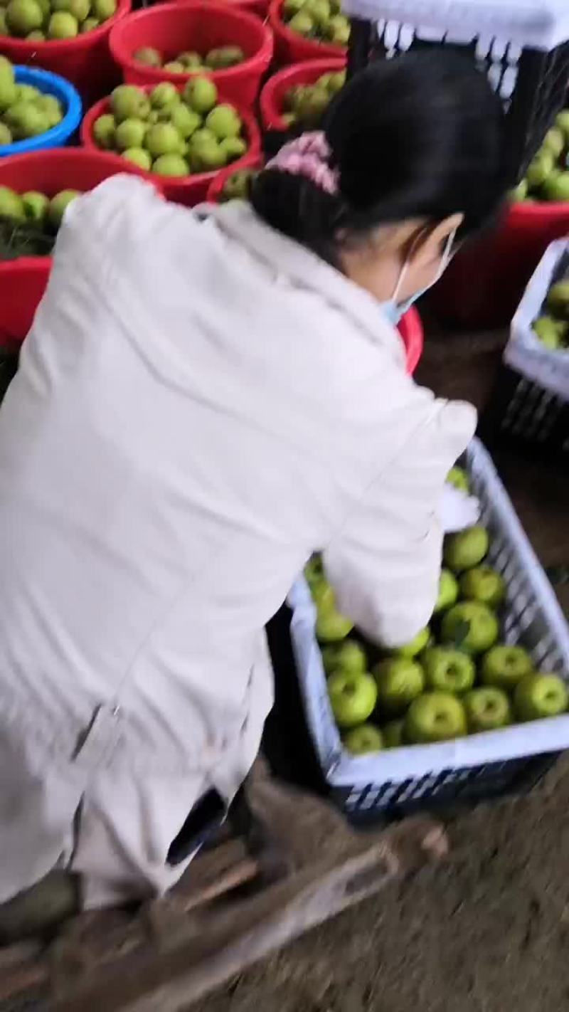 产地直销翠冠梨质优价廉，货量大
