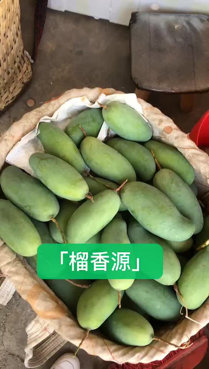 攀枝花芒果独有品种攀研二号纯甜无丝核薄果冻口感