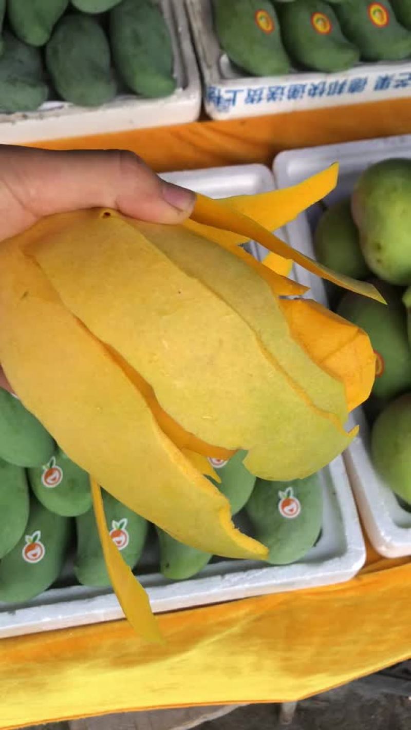 攀枝花芒果独有品种攀研二号纯甜无丝核薄果冻口感