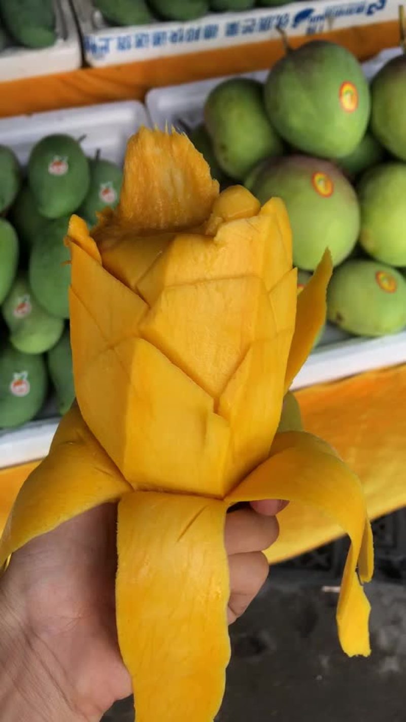 攀枝花芒果独有品种攀研二号纯甜无丝核薄果冻口感