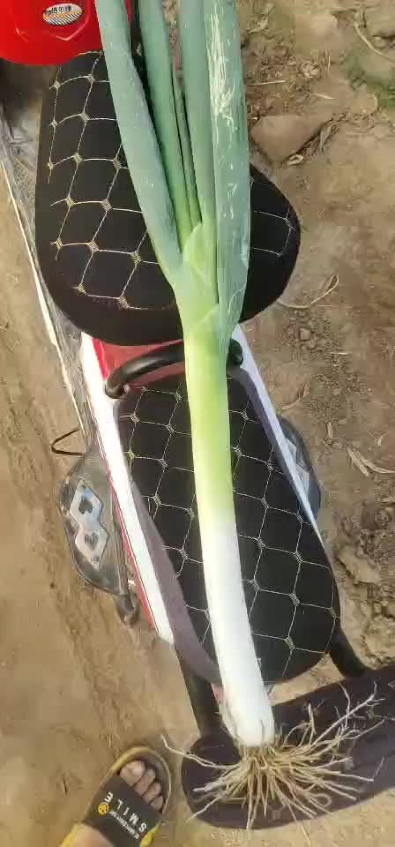 大葱马上上市。。
