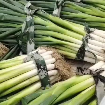 大葱马上上市。。