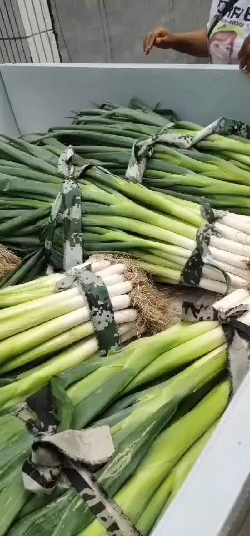 大葱马上上市。。