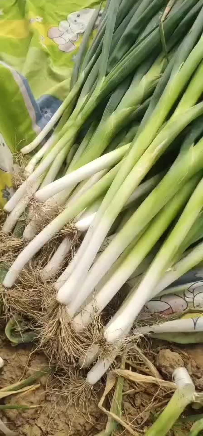 大葱马上上市。。