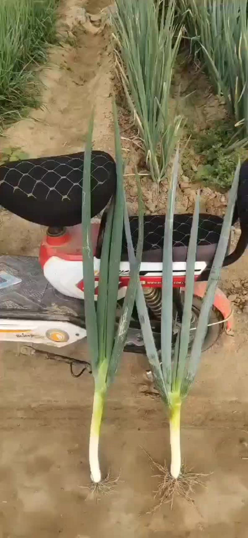 大葱马上上市。。