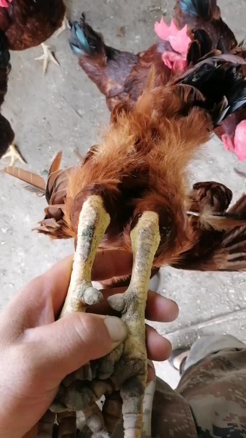 山东泰安新泰市活鸡 15.00元/斤散养公老公鸡