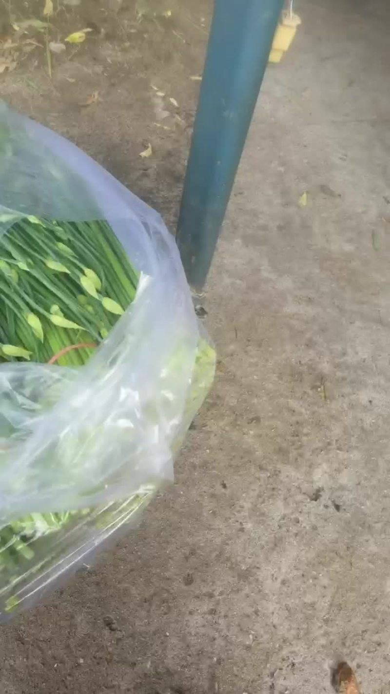 河北昌黎精品韭苔大量上市根白帽小欢迎预订