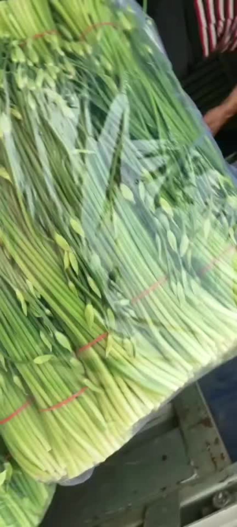 河北昌黎精品韭苔大量上市根白帽小欢迎预订