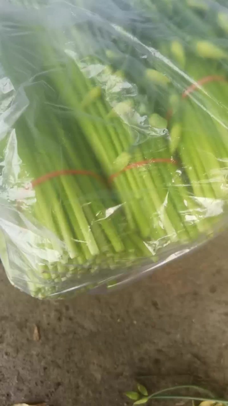 河北昌黎精品韭苔大量上市根白帽小欢迎预订